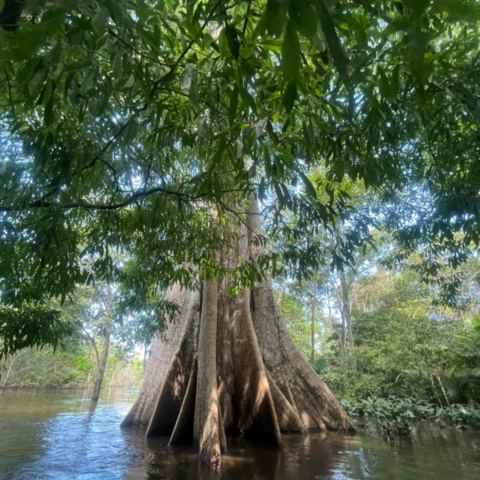 Amazonas